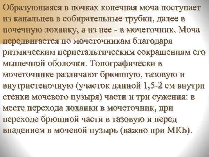 Мочеиспускательный канал n. Мужской - предстательная часть (3 см)  Мужской § гребень мочеиспускательного
