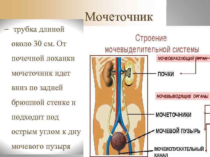 n Мужской мочеиспускательный канал (urethra  masculina) представляет собой эластическую  трубку длиной 18