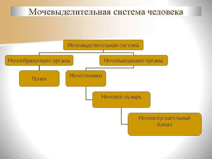  Мочевыделительная система человека    Мочевыделительная система Мочеобразующие органы   Мочевыводящие