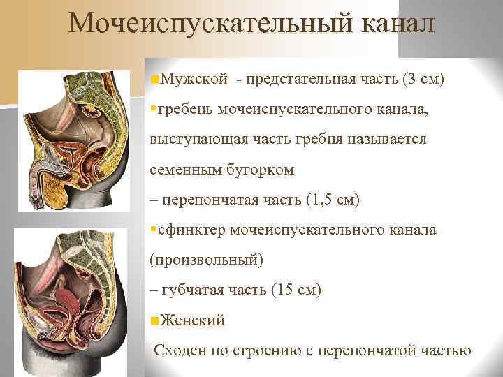      Выделение n. С  мочой выделяются конечные продукты распада