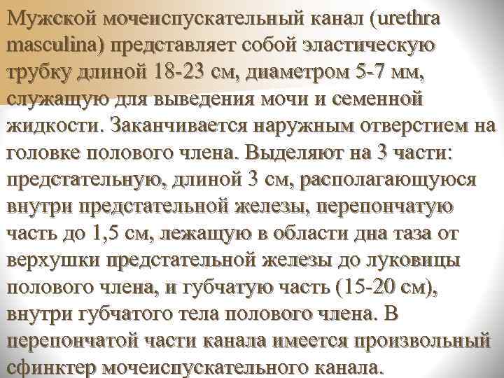 n. За 1 минуту через почки проходит 1/5 всей крови n. В сутки через