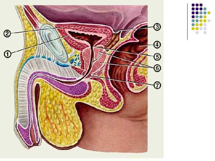   Регуляция деятельности почек n осуществляется нервным и гуморальным путями.  . Высший