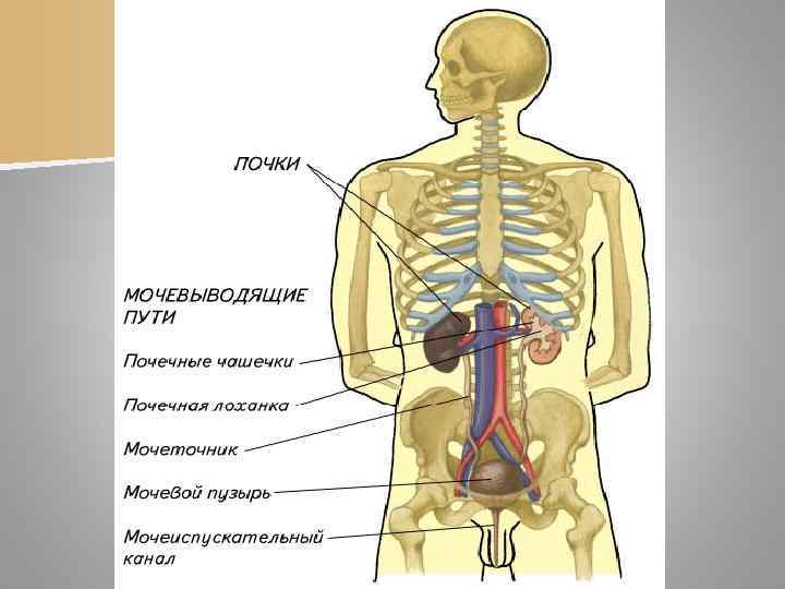 n Почка покрыта тремя оболочками. Наружной  оболочкой является почечная фасция, состоящая  из