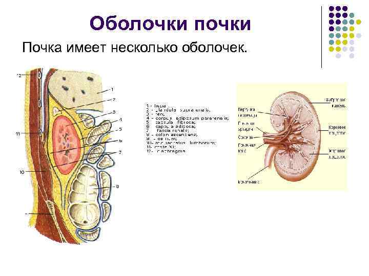  Фиксирующий аппарат почки n 1. Оболочки почки n 2. Сосудистая ножка n 3.