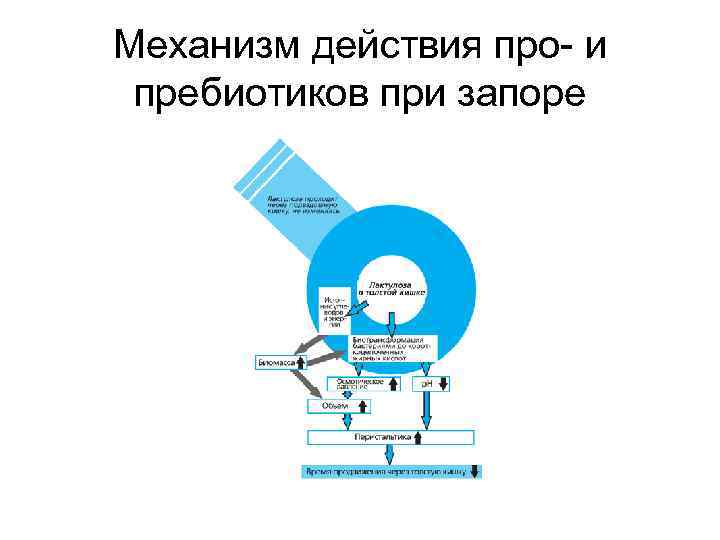 Про действующего. Механизм действия пробиотиков. Механизм действия пребиотиков. Механизм действия пребиотиков и пробиотиков. Механизм действия пребиотика.