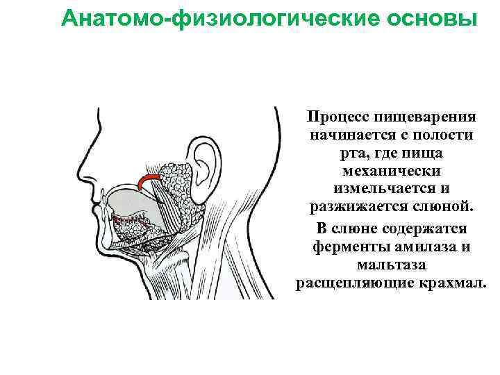 Анатомо-физиологические основы Процесс пищеварения начинается с полости рта, где пища механически измельчается и разжижается