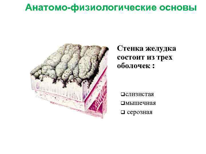 Анатомо-физиологические основы Стенка желудка состоит из трех оболочек : qслизистая qмышечная q серозная 