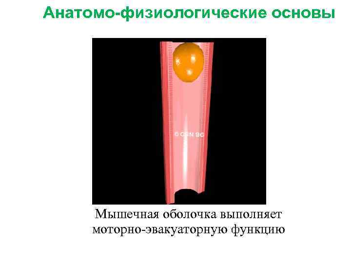 Анатомо-физиологические основы Мышечная оболочка выполняет моторно-эвакуаторную функцию 