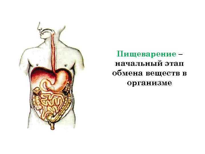  Пищеварение – начальный этап обмена веществ в организме 