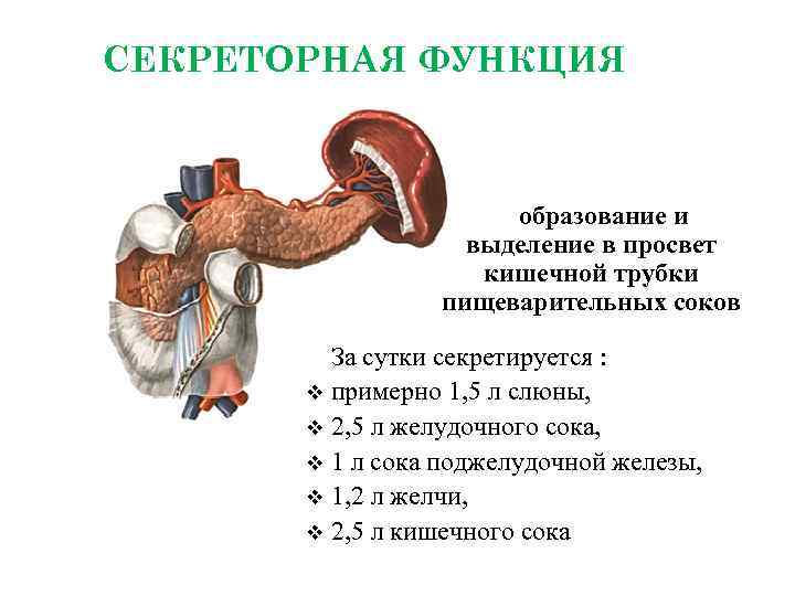 СЕКРЕТОРНАЯ ФУНКЦИЯ образование и выделение в просвет кишечной трубки пищеварительных соков За сутки секретируется