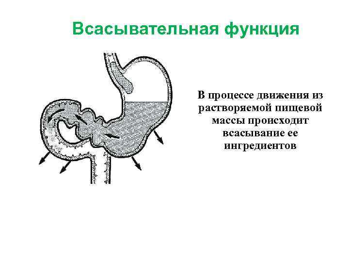 Всасывательная функция В процессе движения из растворяемой пищевой массы происходит всасывание ее ингредиентов 