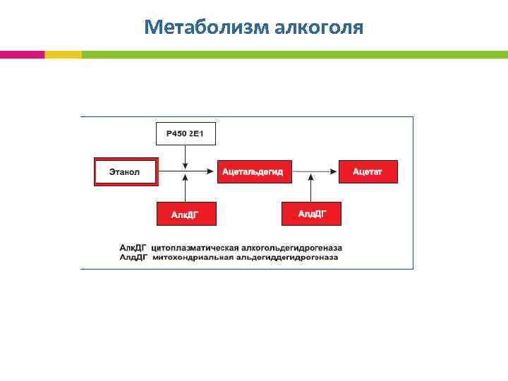 Метаболизм алкоголя 