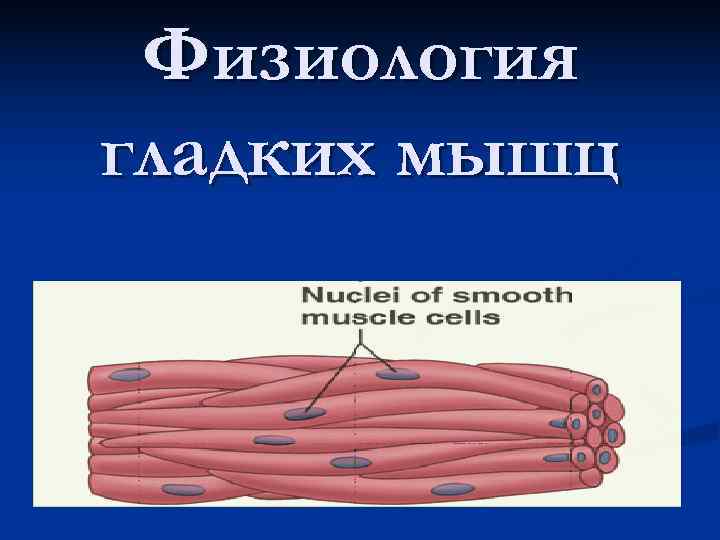  Физиология гладких мышц 