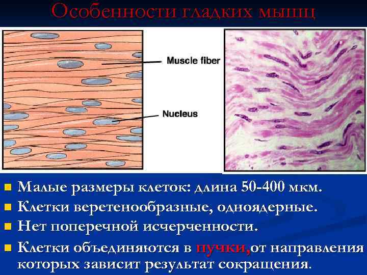  Особенности гладких мышц n Малые размеры клеток: длина 50 -400 мкм. n Клетки