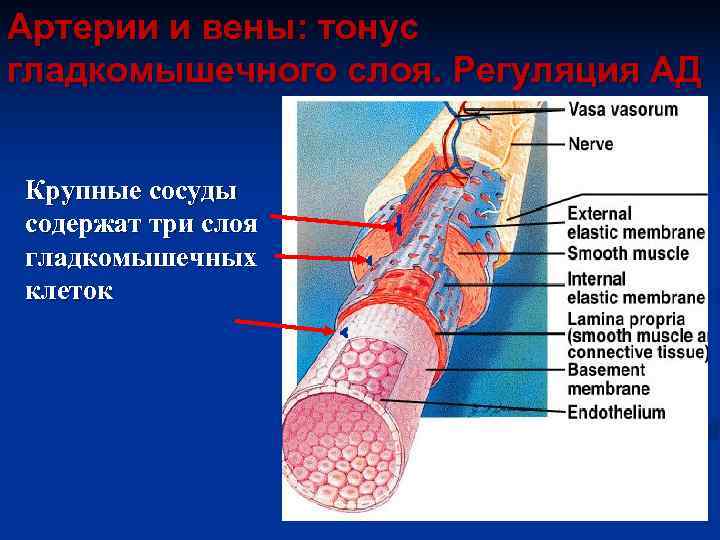 Артерии и вены: тонус гладкомышечного слоя. Регуляция АД Крупные сосуды содержат три слоя гладкомышечных