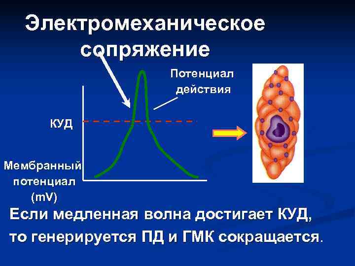  Электромеханическое сопряжение Потенциал действия КУД Мембранный потенциал (m. V) Если медленная волна достигает