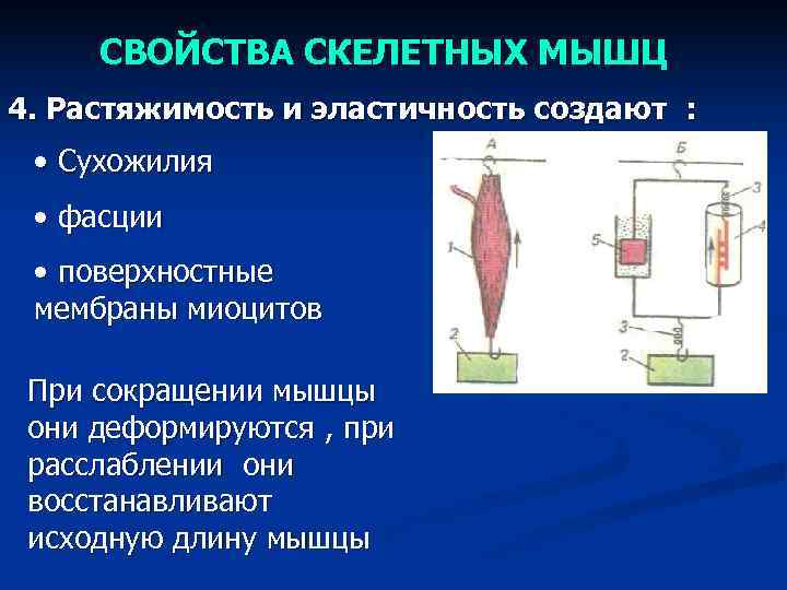  СВОЙСТВА СКЕЛЕТНЫХ МЫШЦ 4. Растяжимость и эластичность создают : • Сухожилия • фасции