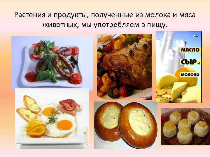 Растения и продукты, полученные из молока и мяса животных, мы употребляем в пищу. 