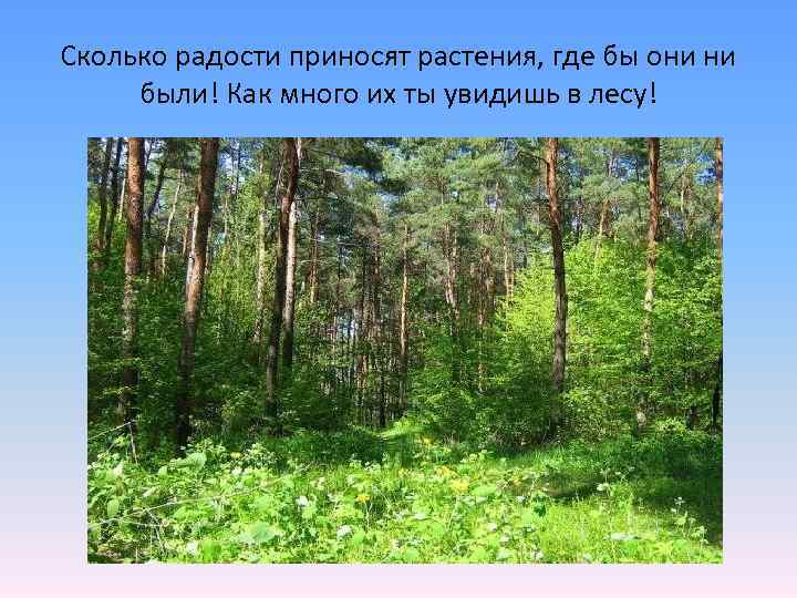 Сколько радости приносят растения, где бы они ни были! Как много их ты увидишь