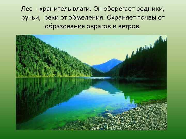 Лес - хранитель влаги. Он оберегает родники, ручьи, реки от обмеления. Охраняет почвы от