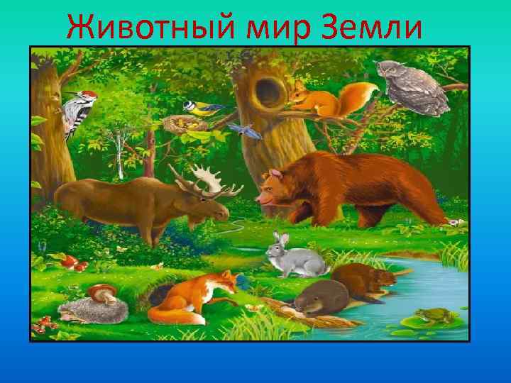 Животный мир Земли 