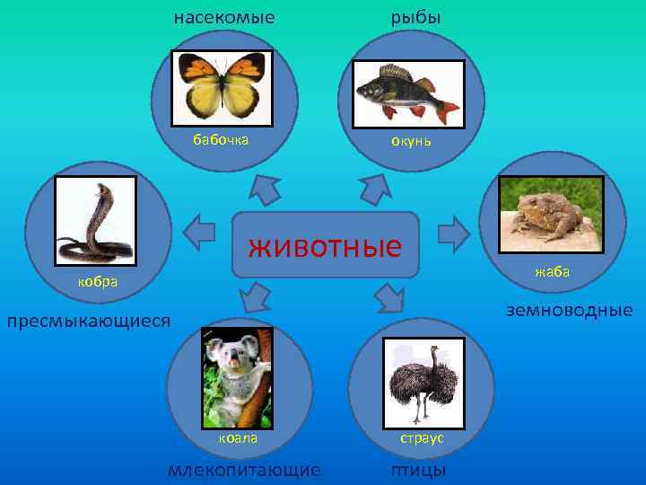    насекомые рыбы    бабочка окунь    