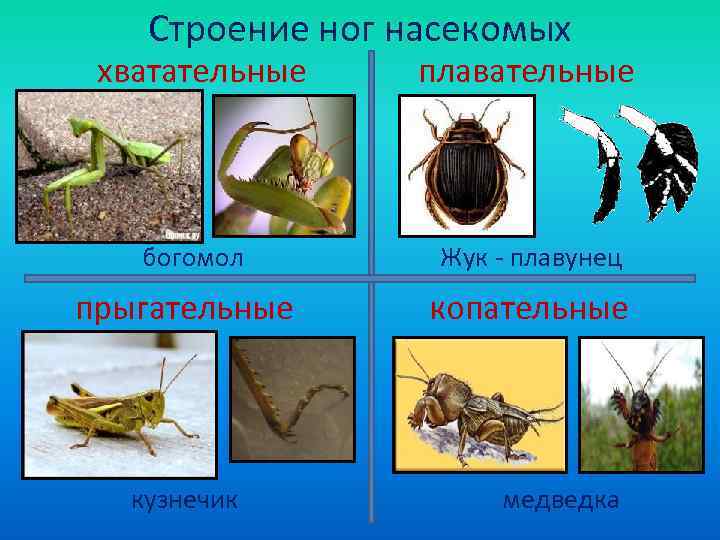   Строение ног насекомых хватательные плавательные  богомол   Жук - плавунец