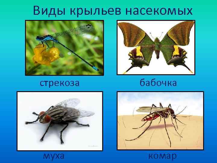 Виды крыльев насекомых  стрекоза бабочка муха   комар 