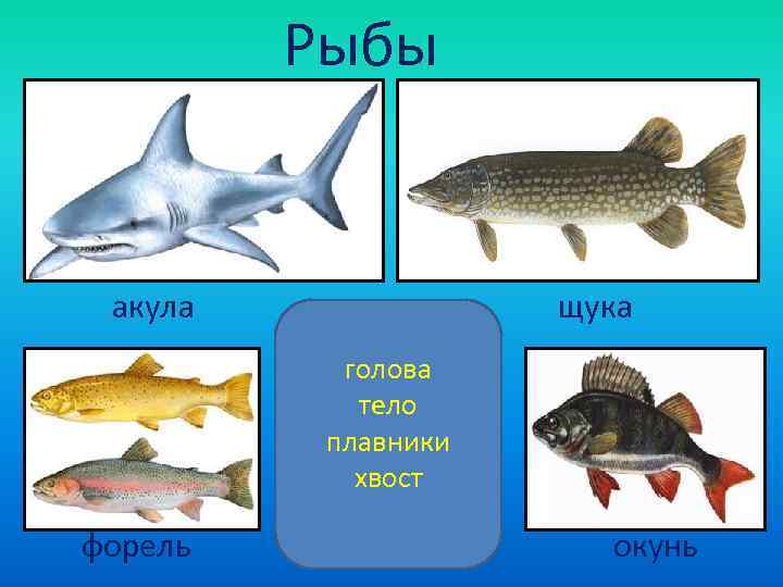    Рыбы  акула    щука  голова  