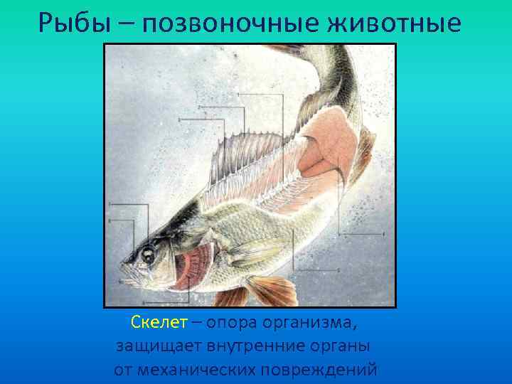 Рыбы – позвоночные животные  Скелет – опора организма, защищает внутренние органы от механических
