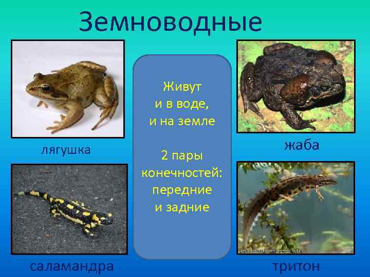  Земноводные   Живут    и в воде,   