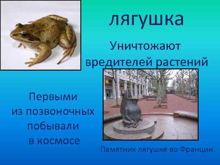     лягушка   Уничтожают   вредителей растений Первыми из