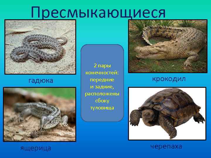  Пресмыкающиеся    2 пары  конечностей:  гадюка передние крокодил 