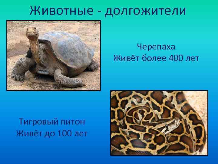  Животные - долгожители     Черепаха    Живёт более
