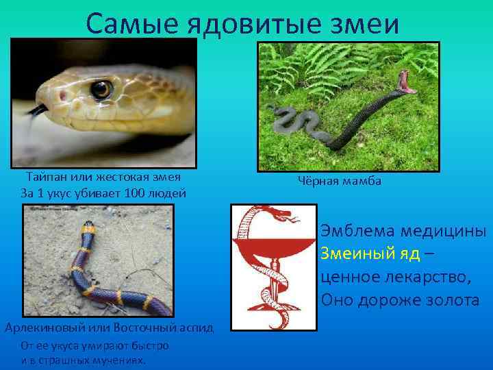    Самые ядовитые змеи  Тайпан или жестокая змея  Чёрная мамба