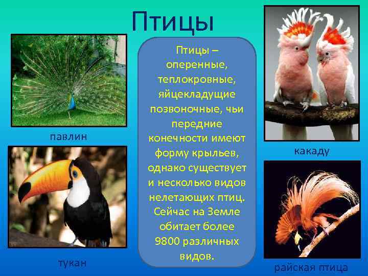    Птицы –    оперенные,   теплокровные,  