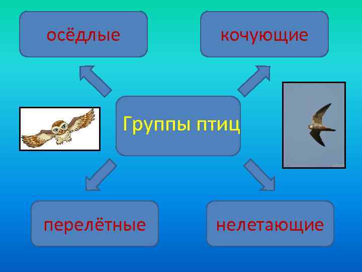осёдлые  кочующие   Группы птиц  перелётные  нелетающие 