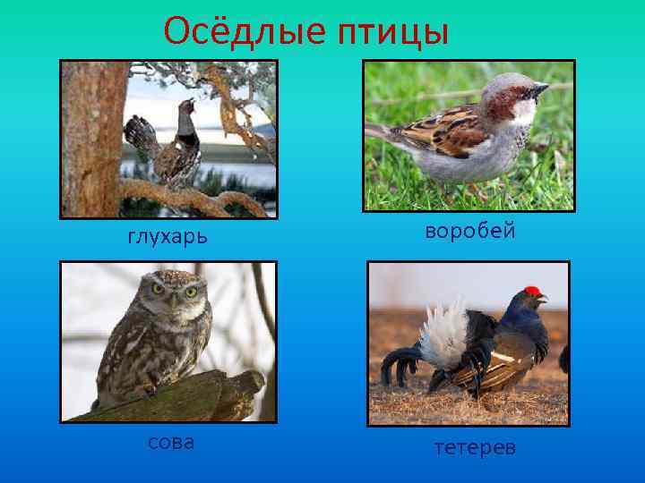   Осёдлые птицы  глухарь  воробей сова   тетерев 