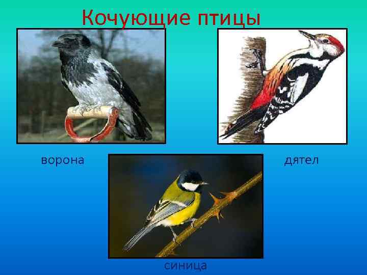  Кочующие птицы ворона    дятел    синица 