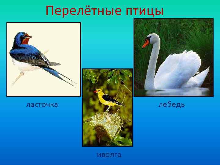   Перелётные птицы ласточка  лебедь    иволга 