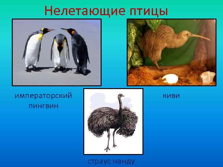  Нелетающие птицы императорский   киви  пингвин     страус