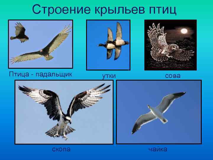  Строение крыльев птиц  Птица - падальщик  утки  сова  