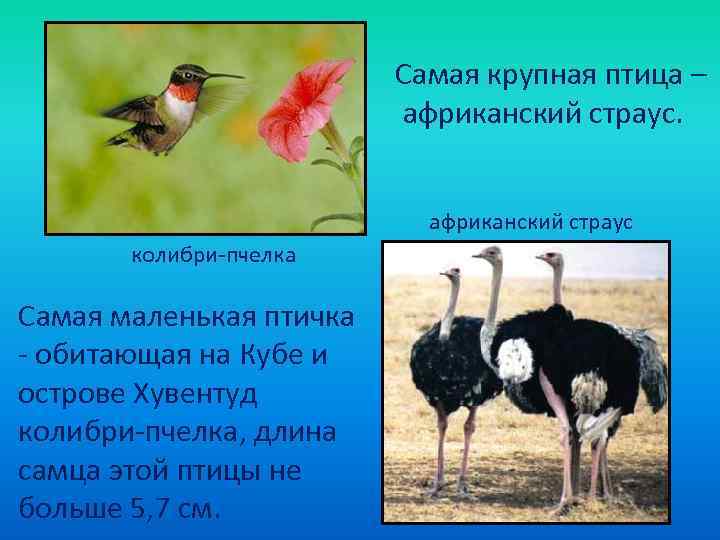      Самая крупная птица –     африканский