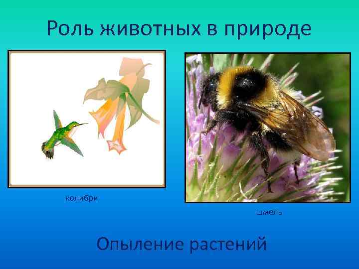 Роль животных в природе колибри    шмель   Опыление растений 