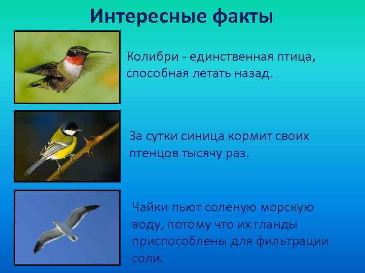 Интересные факты  Колибри - единственная птица, способная летать назад.  За сутки синица