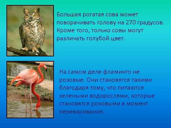 Большая рогатая сова может поворачивать голову на 270 градусов. Кроме того, только совы могут