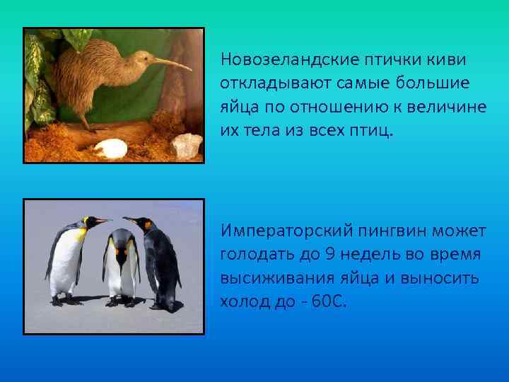Новозеландские птички киви откладывают самые большие яйца по отношению к величине их тела из