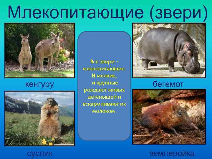  Млекопитающие (звери)   Все звери –   млекопитающие.   И