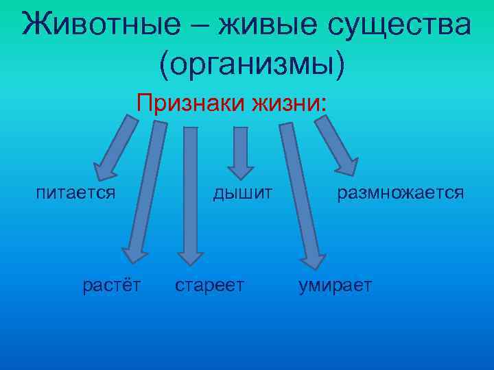Животные – живые существа  (организмы)  Признаки жизни:  питается   дышит