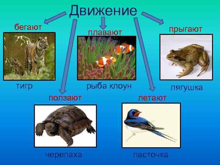    Движение бегают       прыгают  